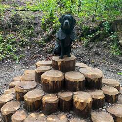 Hundetorte 🎂 🤣