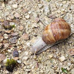Mehr Schnecken als Radler