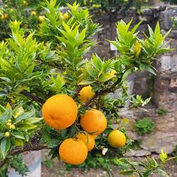 Wo die Orangen wachsen.