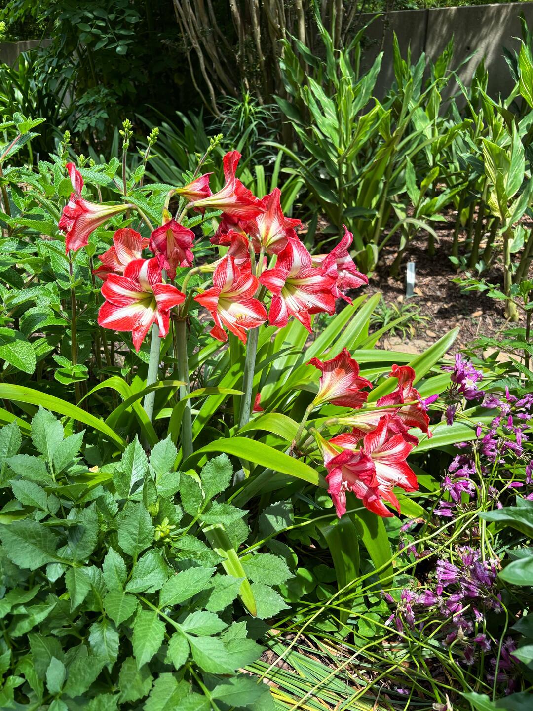 JC Raulston Arboretum