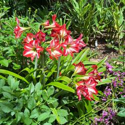 JC Raulston Arboretum