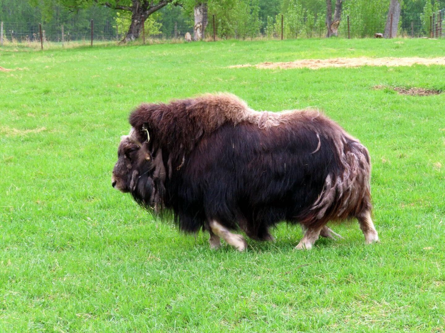 Wooly beast