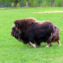 Wooly beast