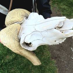 Musk Ox Skull