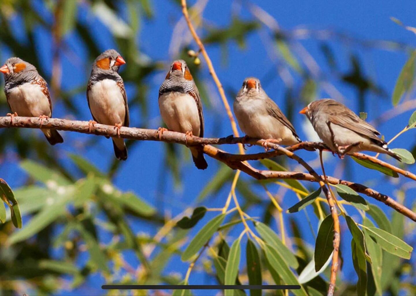 Zebra Finches