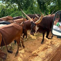 ...dass die keine Genickstarre bekommen?! Imposant sind sie jedenfalls.