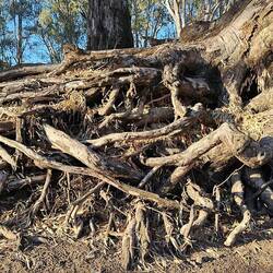 Murrumbidgee River, Darlington Point