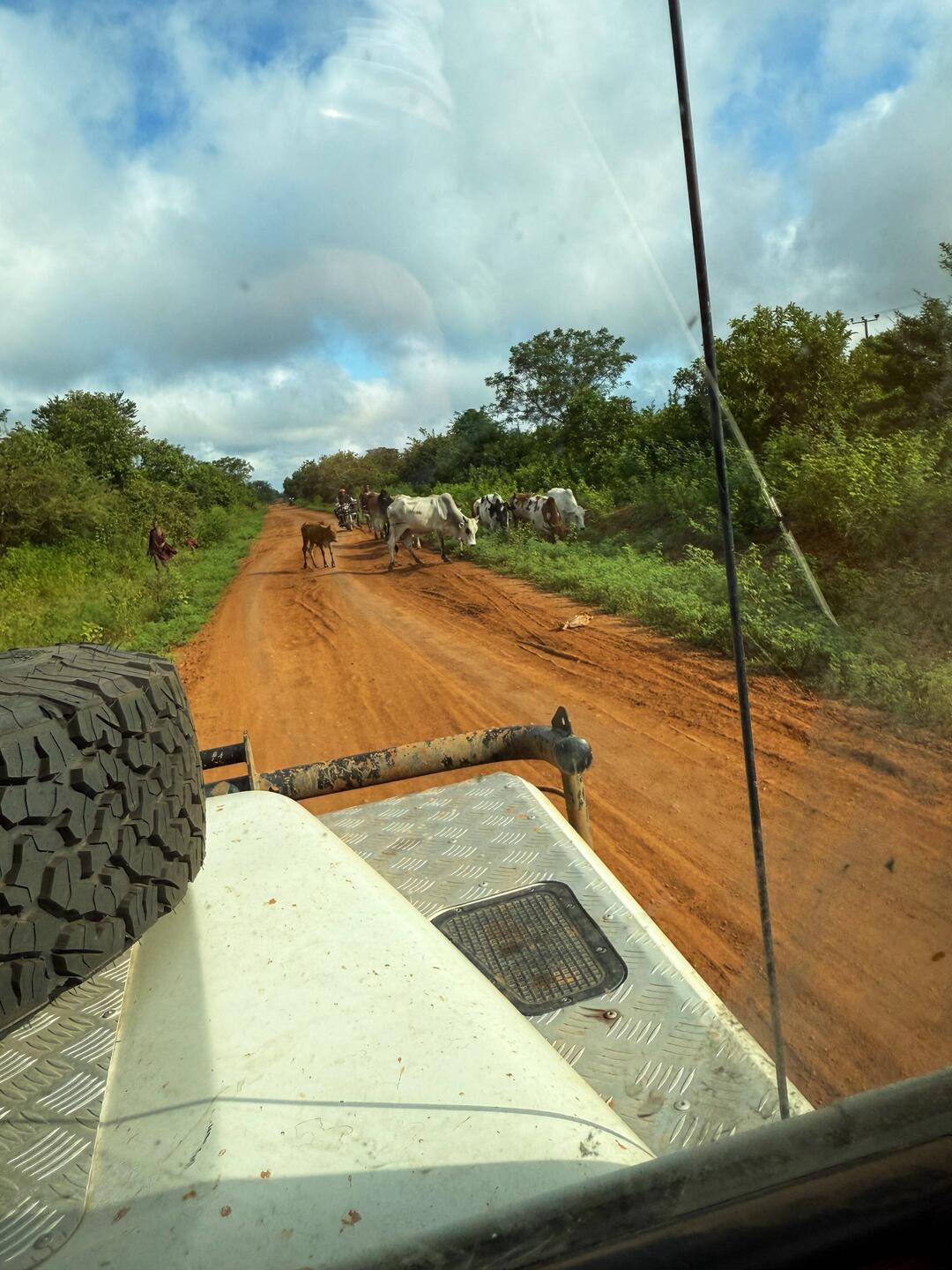 Rote Piste ohne Lkws, dafür mit vielen Massai und ihren Herden.