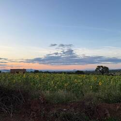 Nach dieser verrückten Fahrt gab's einen Sonnenuntergang über Sonnenblumenfeld...und Lumuma