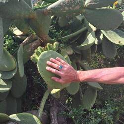 Big, big cacti