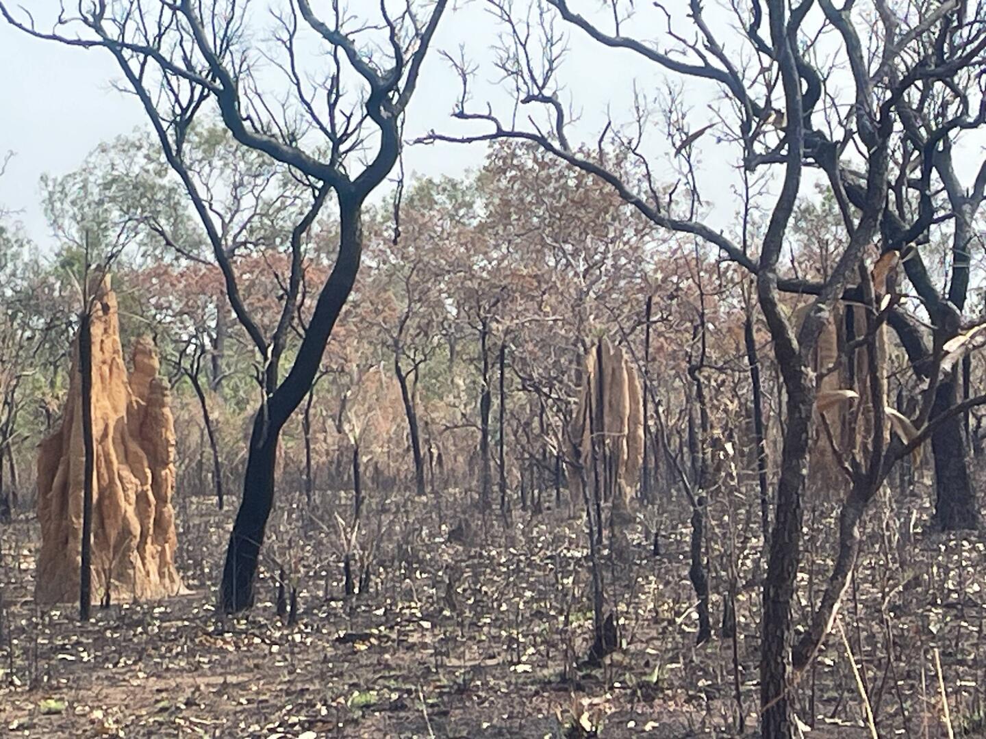 Fredy burn and termite mounds