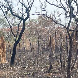 Fredy burn and termite mounds
