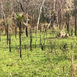 New growth after burn