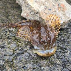 Seeskorpion