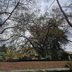 An Albert oak tree which cannot be touched without permission from the uk