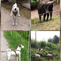 Erste Begegnung mit Ziege und Rind..Wurde ausgeknurrt