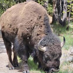 Aber den - ganz nah 😲