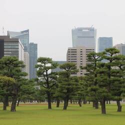 Tokyo im der Grünanlage von Kaiserpalast