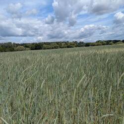 Aber auch noch Felder