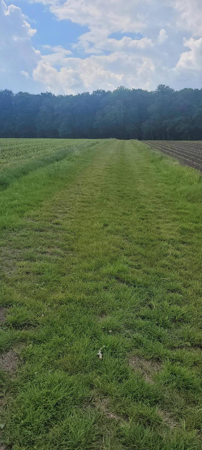 Ruhiger Feldweg