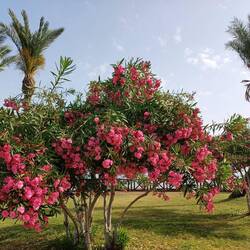 Wunderschöne Oleander