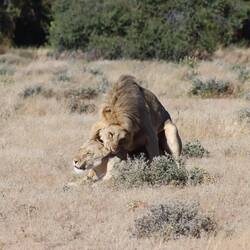 ...welches sich zu paaren beginnt...