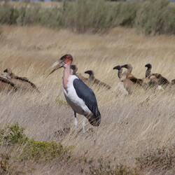 ...Geier und Marabu müssen warten bis sie dran sind