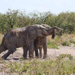 ...dabei sollte es eigentlich genügend Schlamm für beide geben
