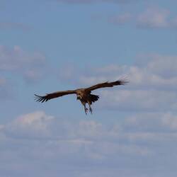 Neben der Straße liegt ein Aaß im Gras, die Geier fliegen herbei...