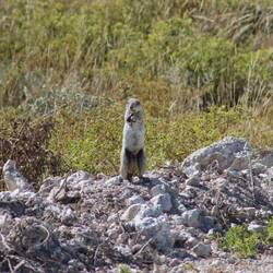 ...und das erste Erdmännchen