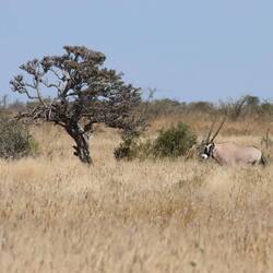 Die erste Oryx-Antilope der Reise...