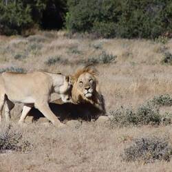 Auch sehen wir ein Löwenpärchen...