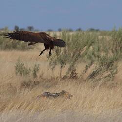 ...der Schakal verteidigt aber tapfer seine Beute...