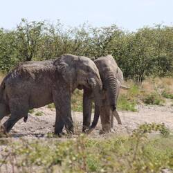 Die Elefanten kämpfen um die Schlammlöcher...