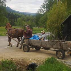Typisches rumänisches Pferdegespann