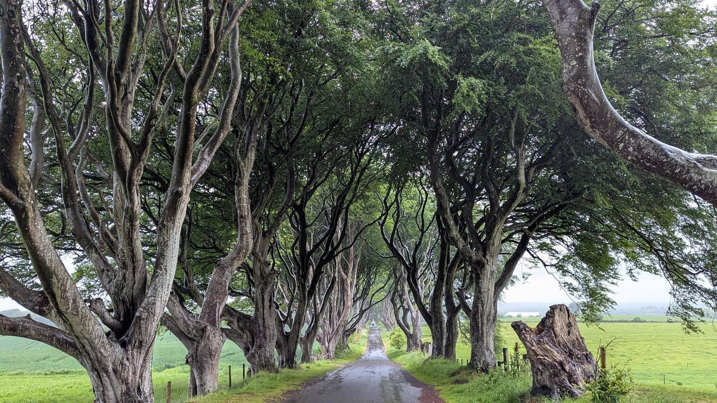 Dark Hedges - Königsweg aus GoT
