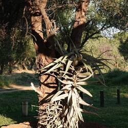 In unserer Lodge vor der Grenze zu Botswana