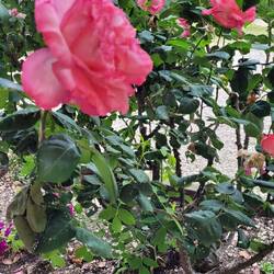 Rose vor unserem Zimmer