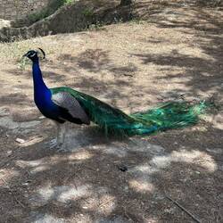 Proud peafowl walking about the ruins