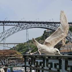 Ponte Dom Luis I - mit Möwe