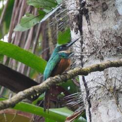 Koperborstglansvogel