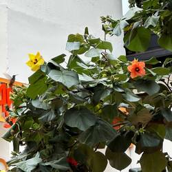 Kolibri beim Frühstück