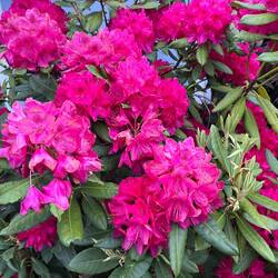 Flowering bush at my brother's