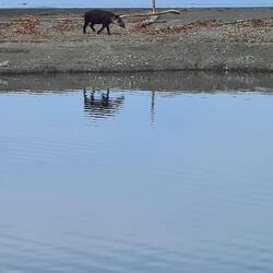 Tapir am Strand.