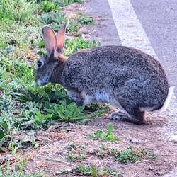 Several rabbits crossing in early morning.