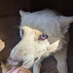 Jäger, nach Kampf mit Silver