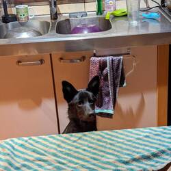 Shuri wartet ganz brav auf ihr Fressen