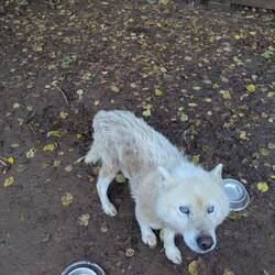 Anori, sehr alt und sehr krank