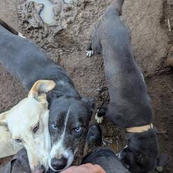 Nebula, Mystique, Poison