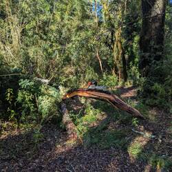 Heruntergefallen Äste klein schneiden